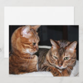Bengale katten voegen je eigen memoriegroet toe feestdagenkaart (Voorkant / Achterkant)
