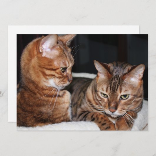 Bengale katten voegen je eigen memoriegroet toe feestdagenkaart (Voorkant / Achterkant)