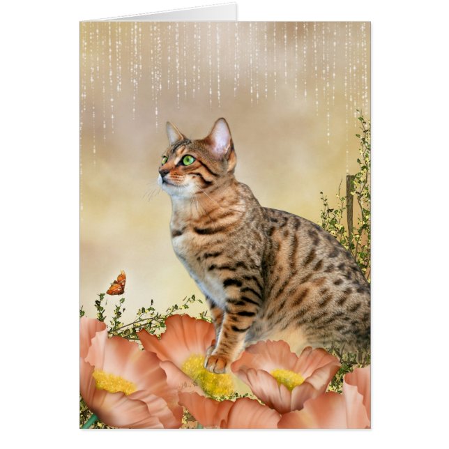 Bengale regendag (Voorkant)