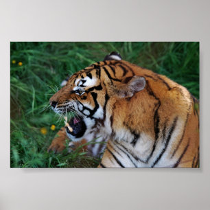 Bengale tijger die zijn vingers laat zien poster