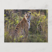 Bengale tijger in groot gras, die probeert te jage briefkaart (Voorkant)