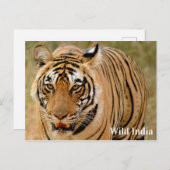 Bengale tijger in het Nationaal Park Ranthambore,  Briefkaart (Voorkant / Achterkant)