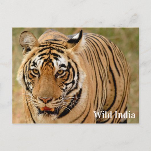 Bengale tijger in het Nationaal Park Ranthambore,  Briefkaart (Voorkant)