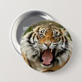 Bengale tijger met een zeer grote schattige knop  ronde button 7,6 cm (Voorkant /achterkant)
