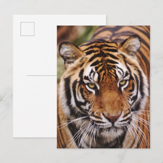 Bengale tijger, Panthera tigris Briefkaart (Voorkant / Achterkant)