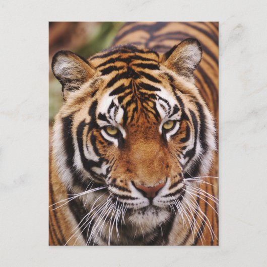 Bengale tijger, Panthera tigris Briefkaart (Voorkant)