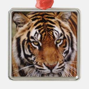 Bengale tijger, Panthera tigris Metalen Ornament