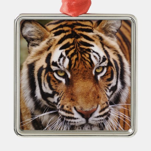 Bengale tijger, Panthera tigris Metalen Ornament (Voorkant)