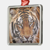 Bengale tijger, Panthera tigris Metalen Ornament (Links)