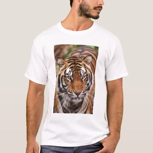 Bengale tijger, Panthera tigris T-shirt (Voorkant)