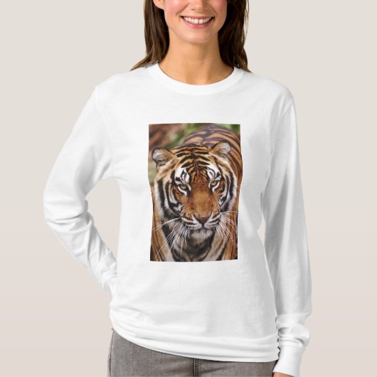 Bengale tijger, Panthera tigris T-shirt (Voorkant)