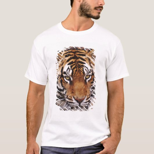 Bengale tijger, Panthera tigris T-shirt (Voorkant)