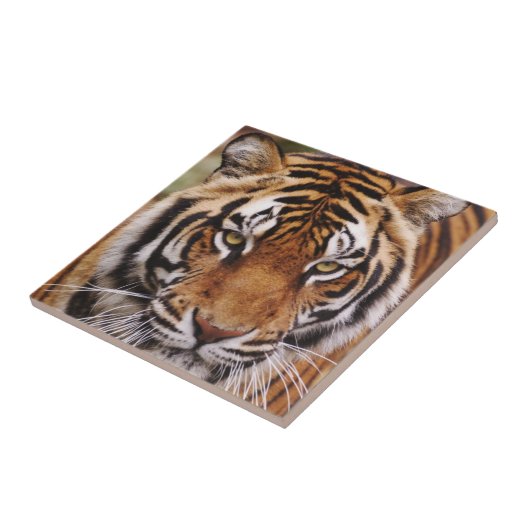 Bengale tijger, Panthera tigris Tegeltje (Zijkant)