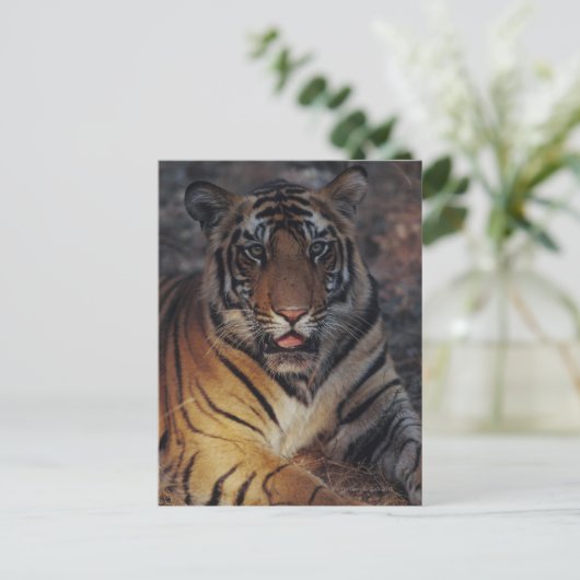 Bengale tijgerkubus briefkaart (Staand voorkant)