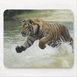 Bengale tijgerlading (Panthera tigris tigris) Muismat