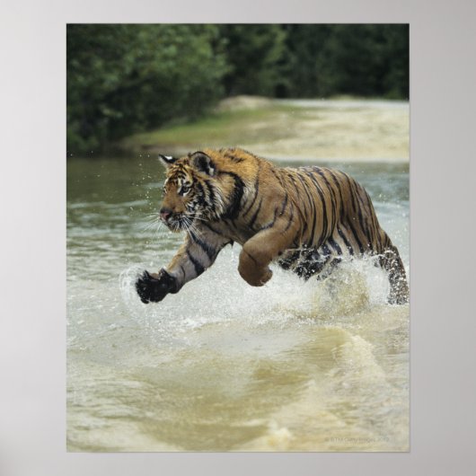 Bengale tijgerlading (Panthera tigris tigris) Poster (Voorkant)