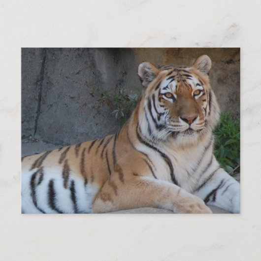 Bengalen Briefkaart (Voorkant)