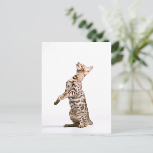 Bengalen Briefkaart (Staand voorkant)