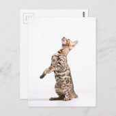 Bengalen Briefkaart (Voorkant / Achterkant)