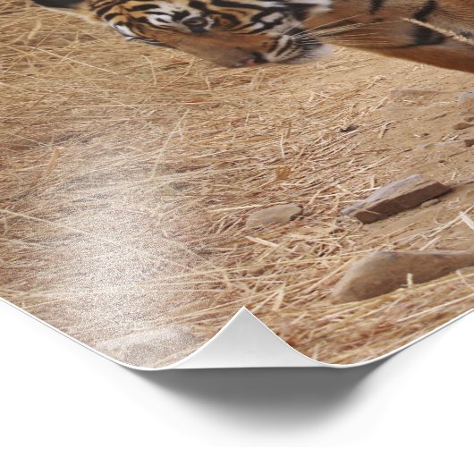 Bengalen Foto Afdruk (Hoek)