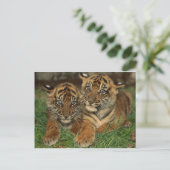 Bengalen tijger Cubs Briefkaart (Staand voorkant)