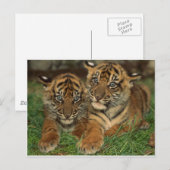 Bengalen tijger Cubs Briefkaart (Voorkant / Achterkant)
