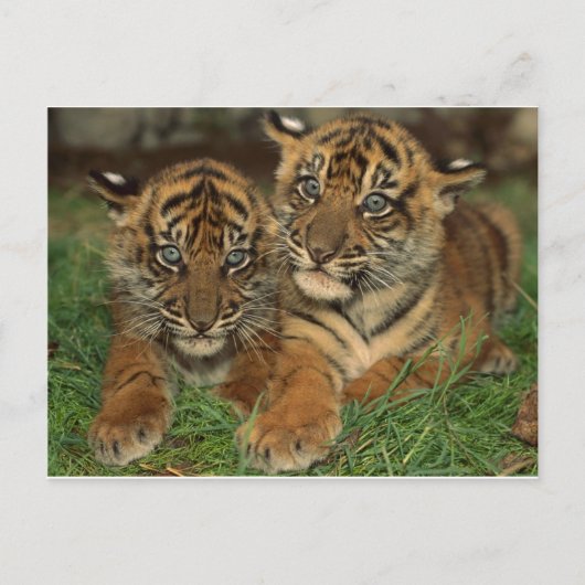 Bengalen tijger Cubs Briefkaart (Voorkant)