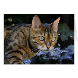 Bengalen van snuitjes