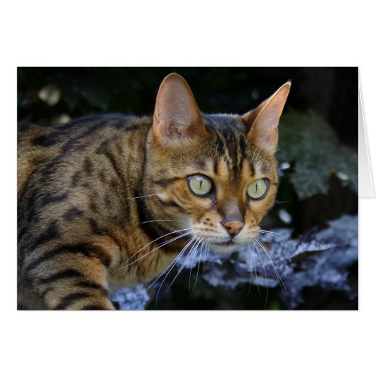 Bengalen van snuitjes (Voorkant Horizontaal)
