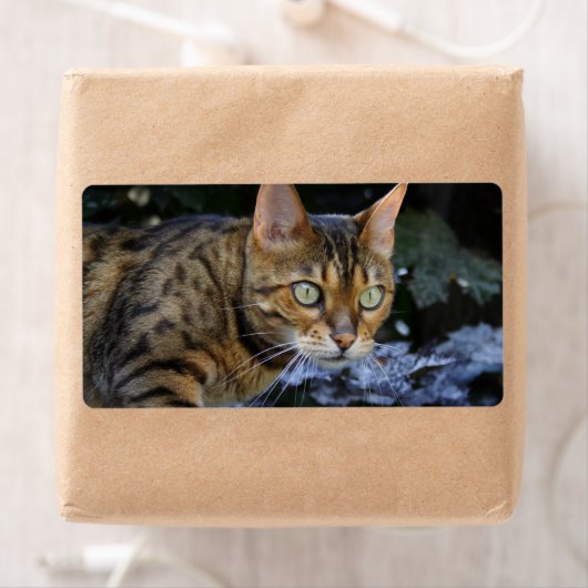 Bengalen van snuitjes etiket (Insitu)