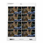 Bengalen van snuitjes etiket (Full Sheet)