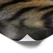 Bengalen van snuitjes perfect poster (Hoek)