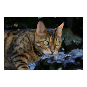Bengalen van snuitjes poster