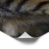 Bengalen van snuitjes poster (Hoek)