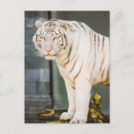 Bengalen witte tijger staren naar je fotografie briefkaart