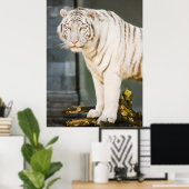 Bengalen witte tijger staren naar je fotografie poster (Thuiskantoor)