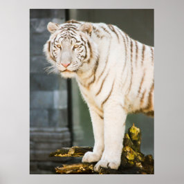 Bengalen witte tijger staren naar je fotografie poster