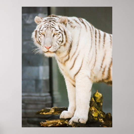 Bengalen witte tijger staren naar je fotografie poster (Voorkant)