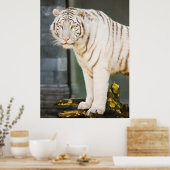 Bengalen witte tijger staren naar je fotografie poster (Keuken)