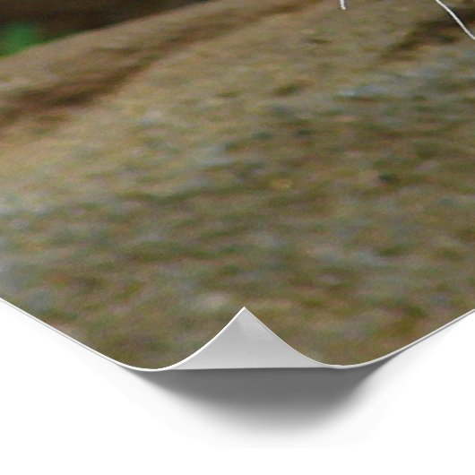 Bengalige tijger jachtprooi poster (Hoek)