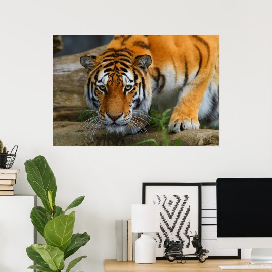 Bengalige tijger jachtprooi poster (Thuiskantoor)