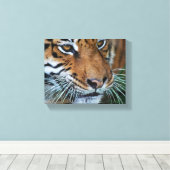 Bengalige tijger maakt Afrika dicht Canvas Afdruk (Insitu (Houten vloer))