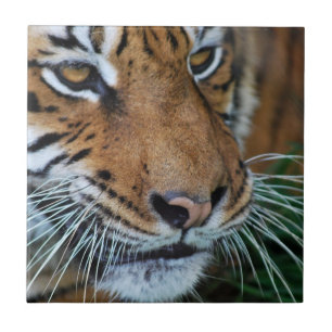 Bengalige tijger maakt Afrika dicht Tegeltje