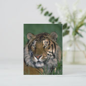 Bengaltijger Briefkaart (Staand voorkant)