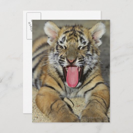 Bengaltijger Briefkaart (Voorkant / Achterkant)