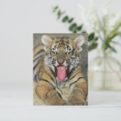 Bengaltijger Briefkaart (Staand voorkant)