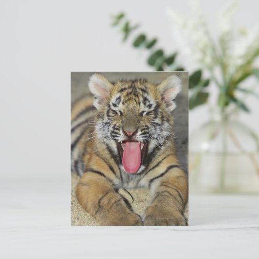 Bengaltijger Briefkaart (Staand voorkant)