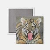 Bengaltijger Magneet (Voorkant / Achterkant)