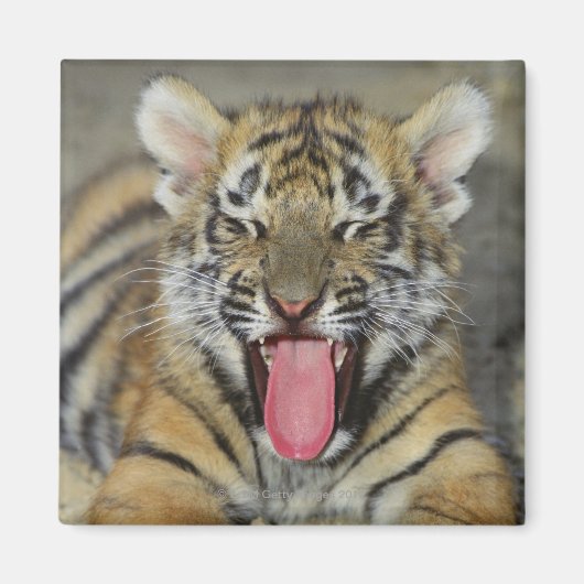 Bengaltijger Magneet (Voorkant)