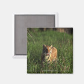 Bengaltijger Magneet (Voorkant / Achterkant)